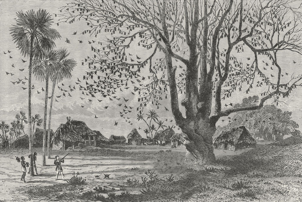 BENIN. Tree of bats, Ouidah 1880 old antique vintage print picture